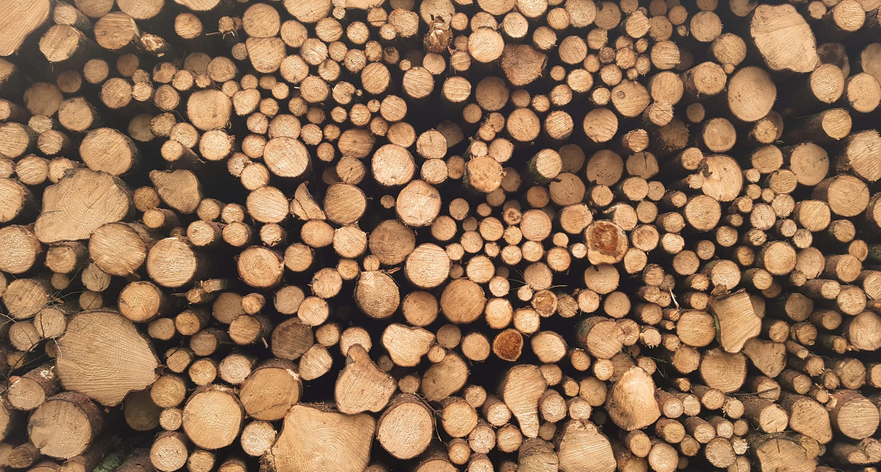 Forest Image