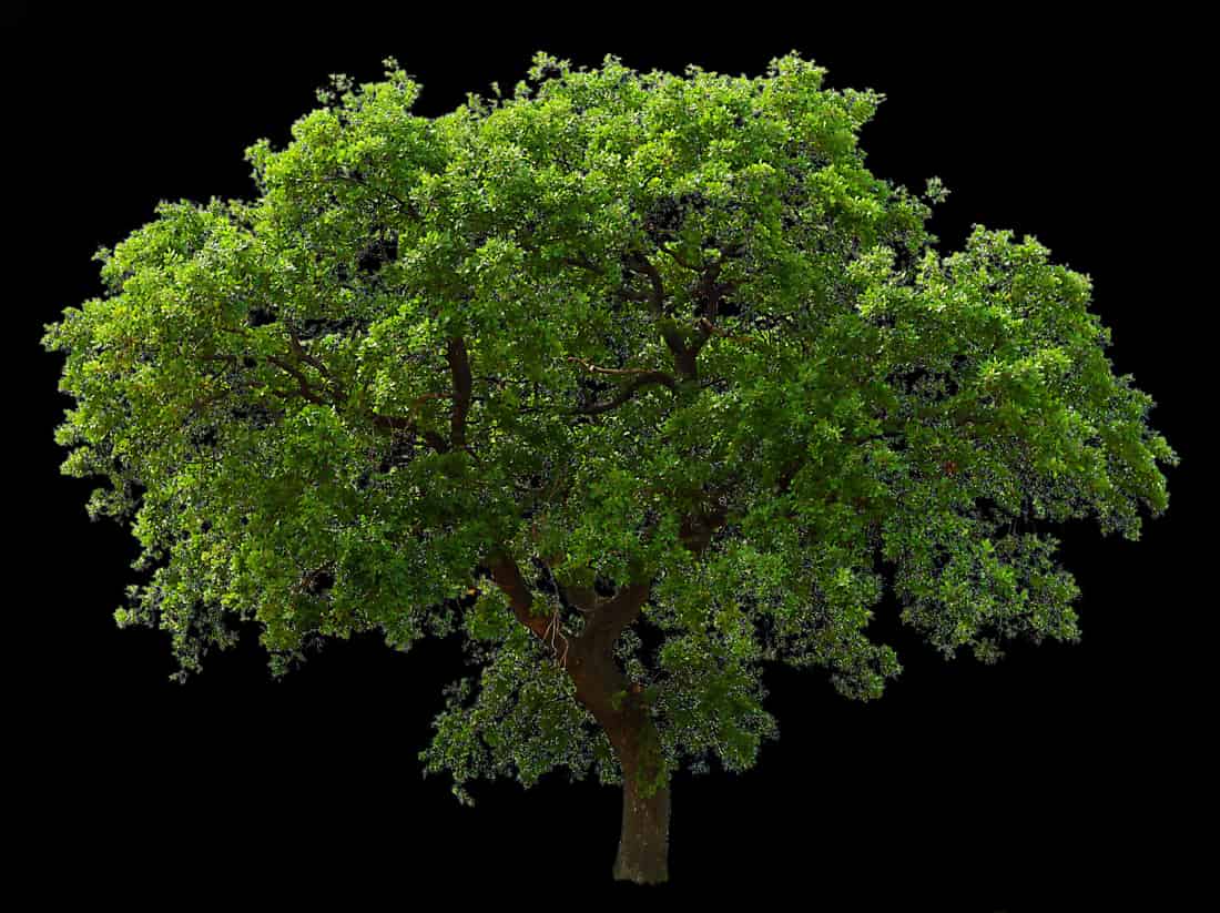 Tree Image